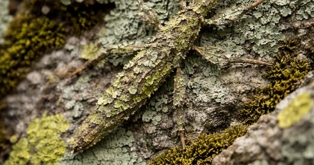 Syndrome-Trellis Codes for Practical JPEG Steganography: From Theory to Rust Implementation