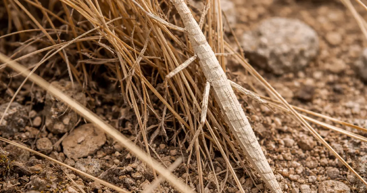 When f64::sin() Breaks Your Crypto: Building Deterministic Math for WASM Steganography