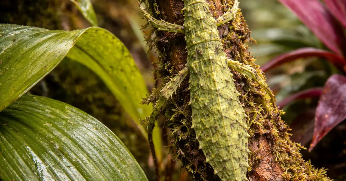 Perceptual Masking Meets Quantization Index Modulation: Adaptive Embedding Strength for Invisible Robust Steganography