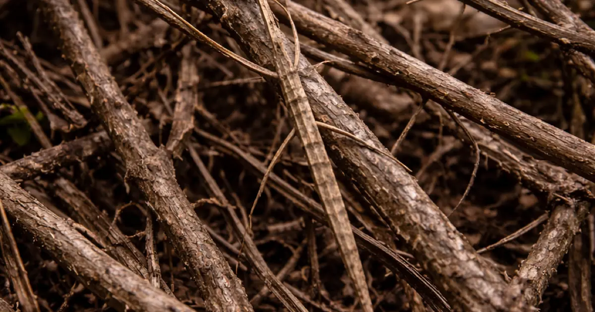 Soft Decoding for Steganography: How Log-Likelihood Ratios and Concatenated Codes Turn 19% BER Into Zero Errors