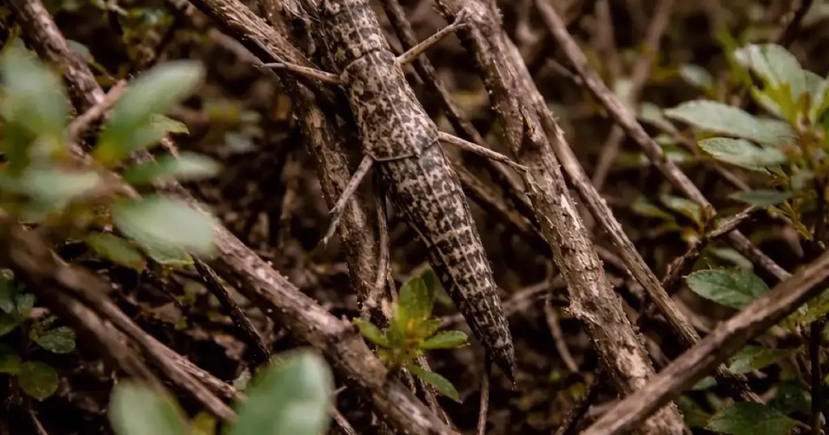 SI-UNIWARD: How Knowing the Original Photo Doubles Your Steganographic Capacity