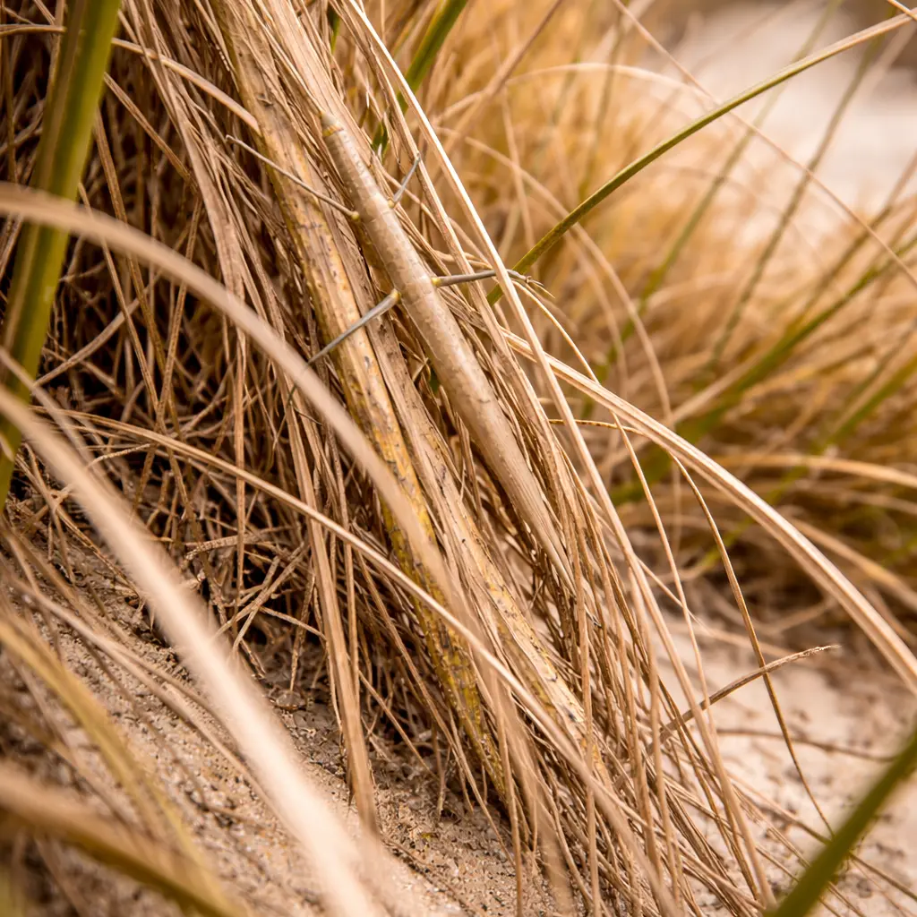 A stick insect hiding in coastal dune grasses
